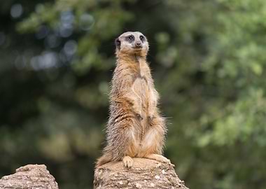 Meerkat standing on a rock