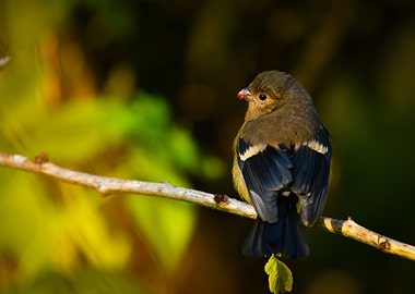Small Bird on Branch