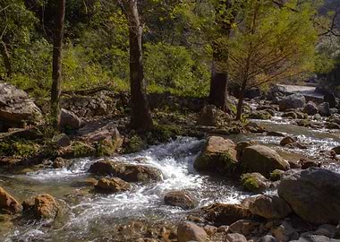 Rocky River in Forest