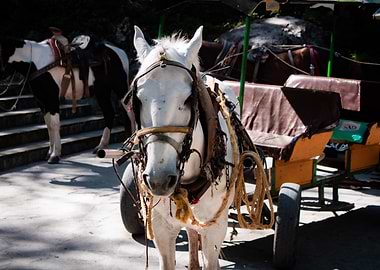 White Horse with Carriage
