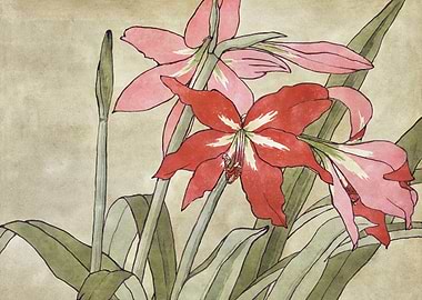 Watercolor Amaryllis Flowers