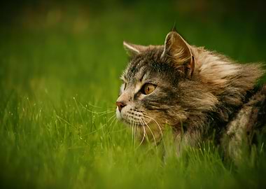 Cat in Green Grass