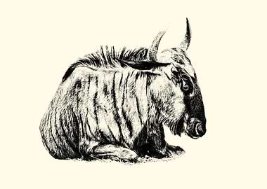Resting Wildebeest Sketch
