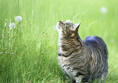 Cat in a grassy field