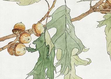 Oak Branch with Acorns Watercolor Painting
