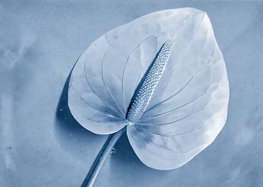 Blue Anthurium Flower Close-Up