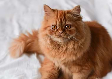 Ginger Persian Cat Portrait