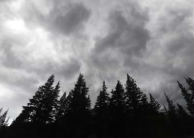 Dark Sky Over Forest