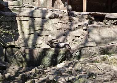Markhor goats on rocky terrain
