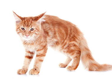 Orange Tabby Cat on White Background