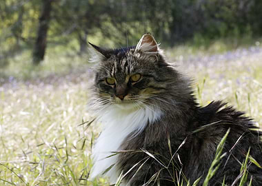 Fluffy Cat in Meadow