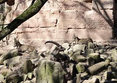 Alpine Ibex Resting on Rocks