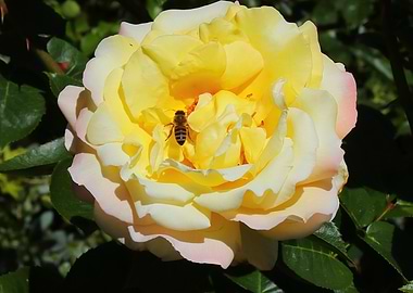 Yellow Rose with Bee