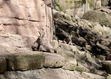 Two Ibex Resting on Rocks