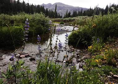 Mountain Stream with Wildflowers Landscape
