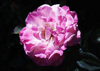 Pink Rose Blossom