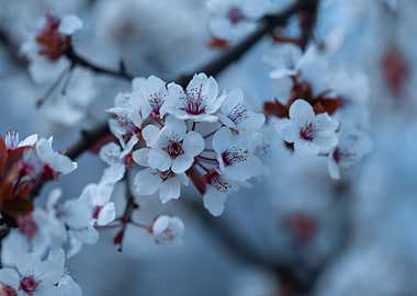 White Cherry Blossoms on Branch