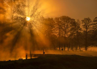 Golden Sunrise Through Trees and Mist