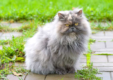 Fluffy Gray Persian Cat Portrait Outdoors