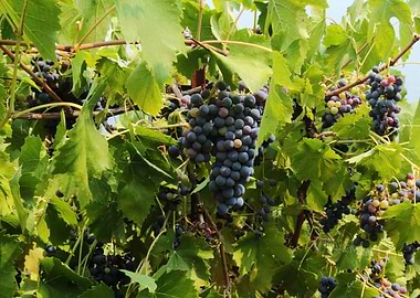 Vineyard Grapes