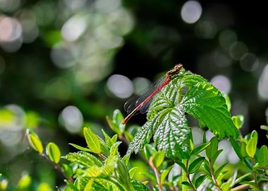 Red Dragonfly on Green Leaf