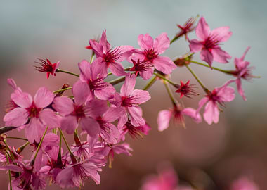 Pink Cherry Blossoms on Branch