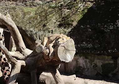 Lion resting on a tree trunk