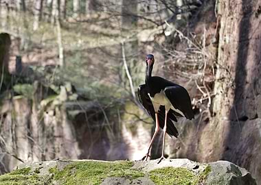 Black Stork Standing on Mossy Rock