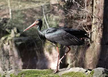 Black Stork Portrait