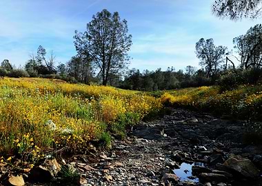 Wildflower Meadow and Rocky Stream