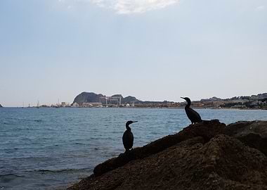 Cormorans sur les digues de La Ciotat