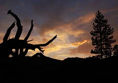 High Mountain Meadow Sunset