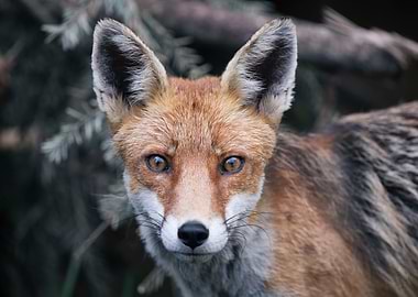 Close-up Portrait of a Red Fox