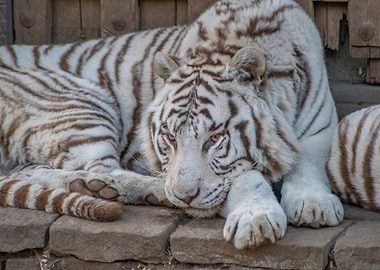 Resting White Tiger Portrait
