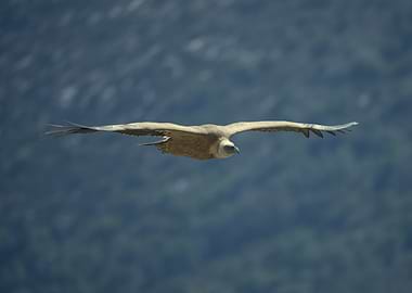 Griffon Vulture in Flight