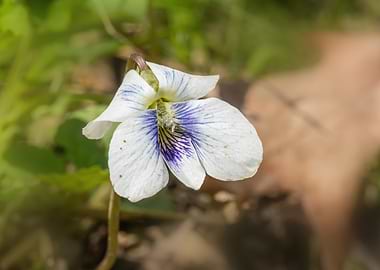 White and Purple Violet Flower Close-Up