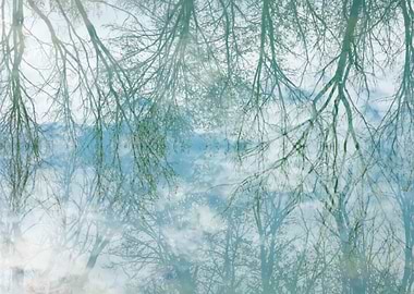 Tree Reflection in Water