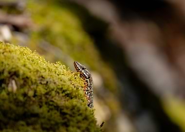 Lizard on Mossy Rock
