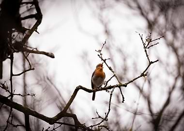 Robin perched on a branch