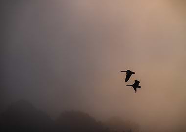 Canada Geese in Flight at Dawn