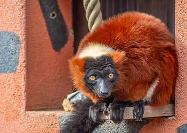 Red Ruffed Lemur Portrait