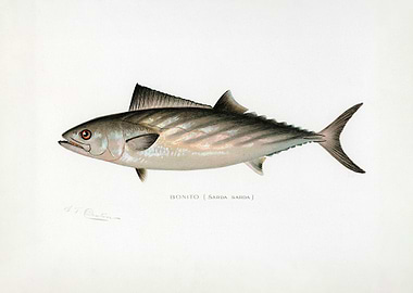 Bonito Fish Vintage Illustration