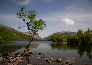 The lonely tree in Lake Padarn