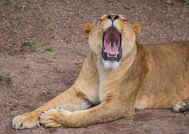 Yawning Lioness Portrait