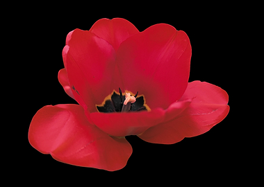 Red Tulip Flower on Black Background