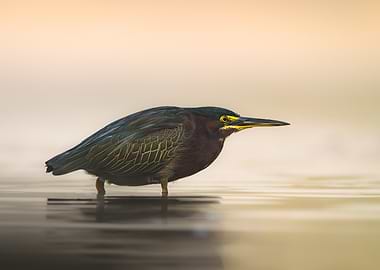 Green Heron in Water