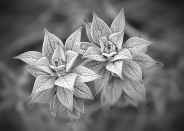 Monochrome Floral Duo