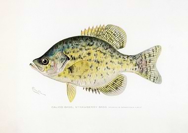 Calico Bass Illustration