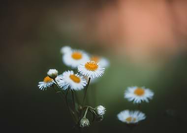 Philadelphia Fleabane