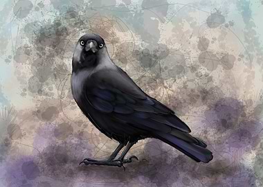 Detailed Jackdaw Illustration